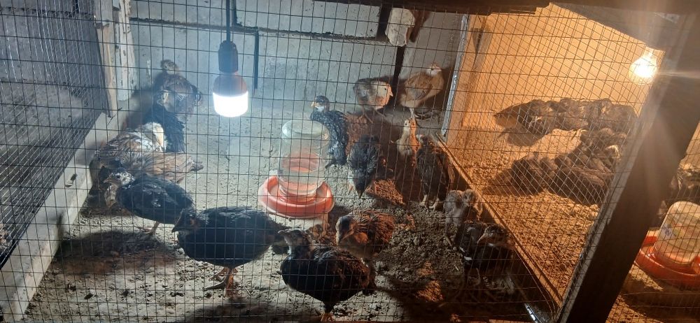 Жужалар сотилади