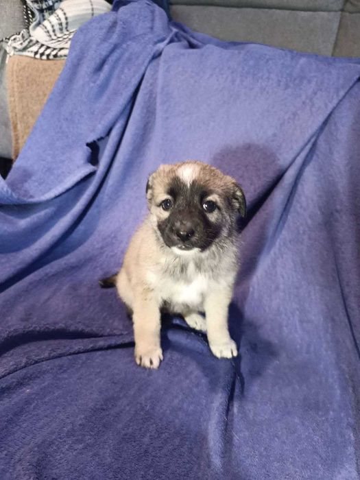 Щенки в хорошие руки