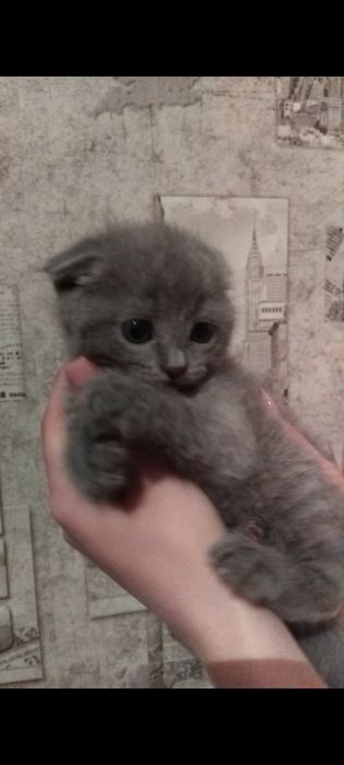 Продам котят девочек, вислоухие 15.000