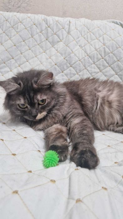 Котёнок-девочка Грейси ищет дом и надёжных хозяев