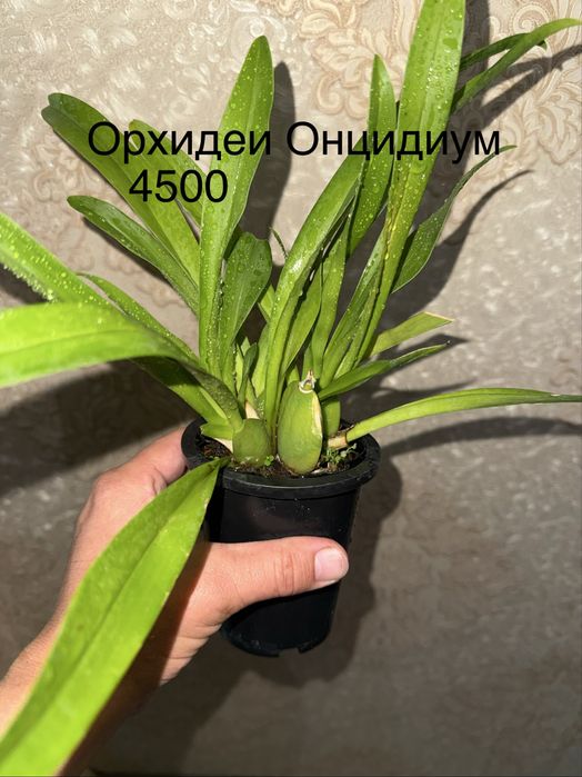 Орхидеи Зигопеталум,Дендробиум,Онцидиум
