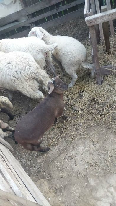 Vând oi cu miei la prima fatare