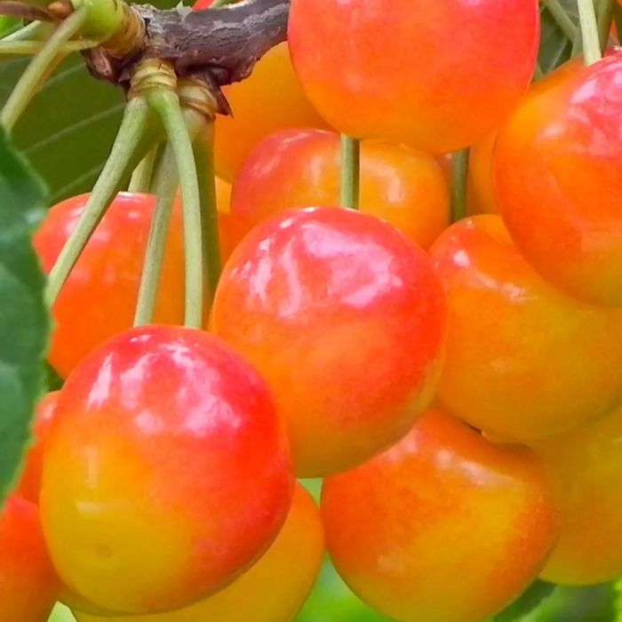 Cires amar soiul galata