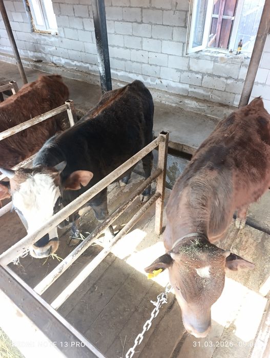 Продам быков подсосы