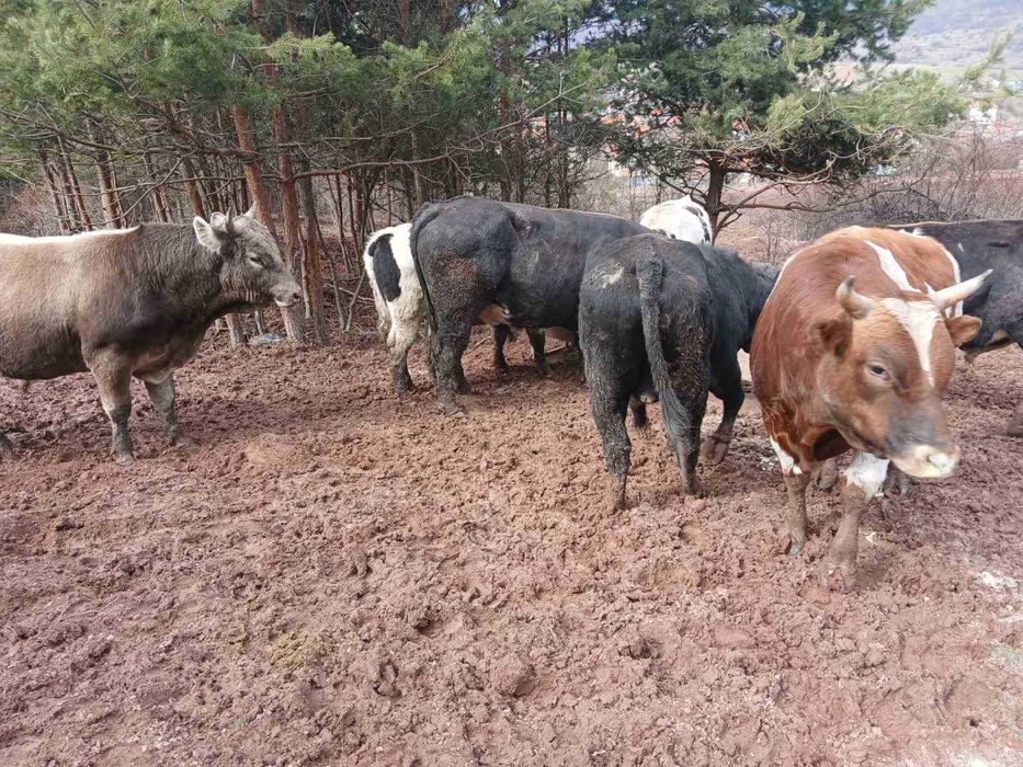 Продавам добре гледани БИО телета