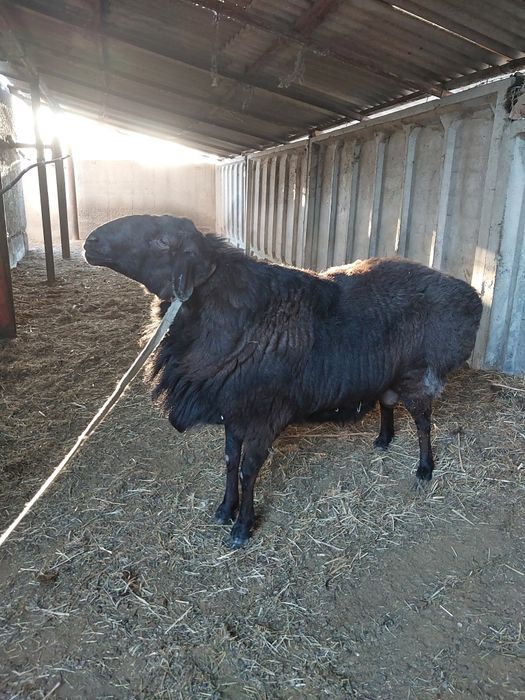 Клетки для кроликов Другое