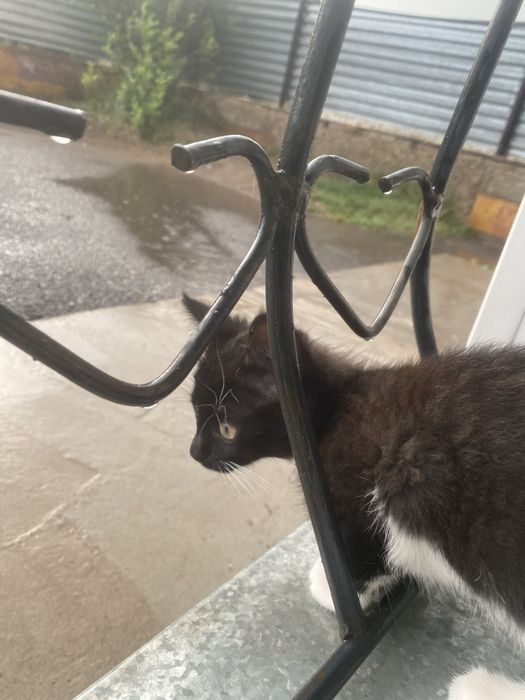 Отдам двух котят
