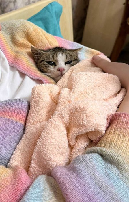 Кошечка ищет дом