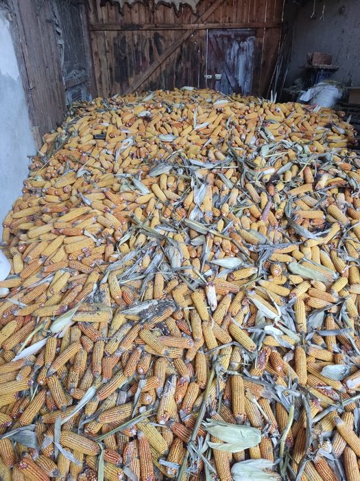 Porumb - boabe sau pe stiulete