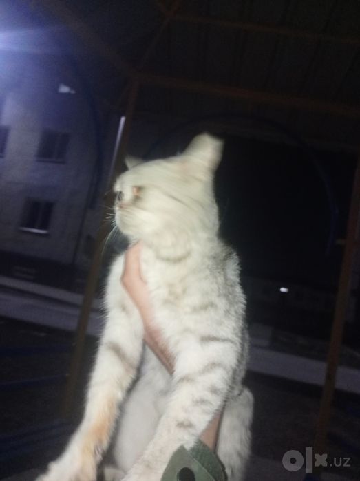 Silver chinchila soğlom 8 oyli