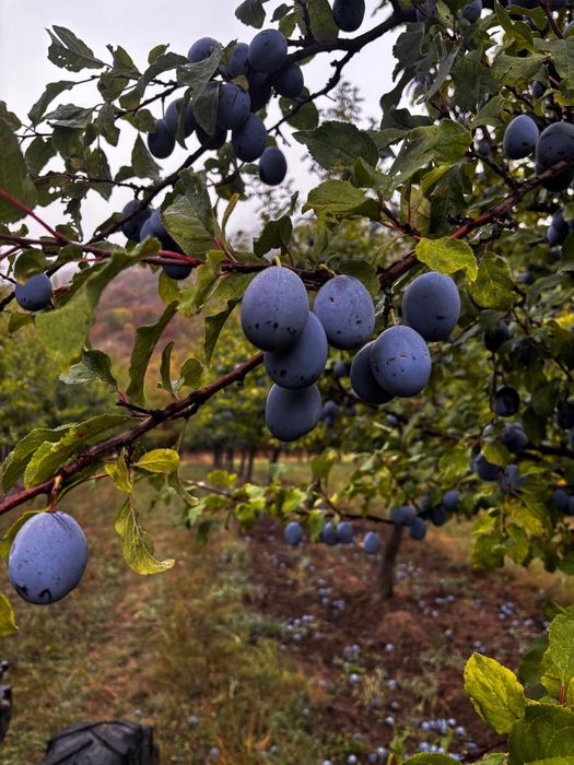 Vând prune pentru țuică
