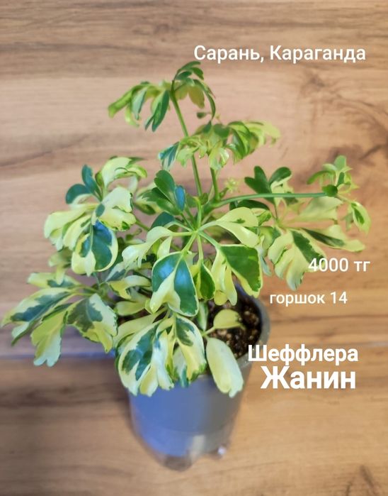 Шефлера разная, Каштан