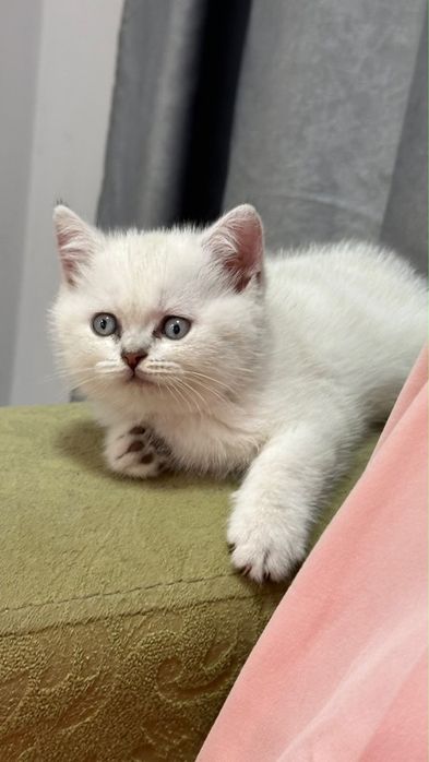 Продается прямоухая британка