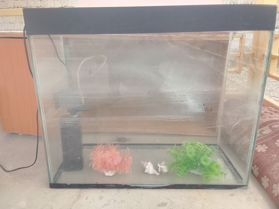 Аквариум  Өте жақсы