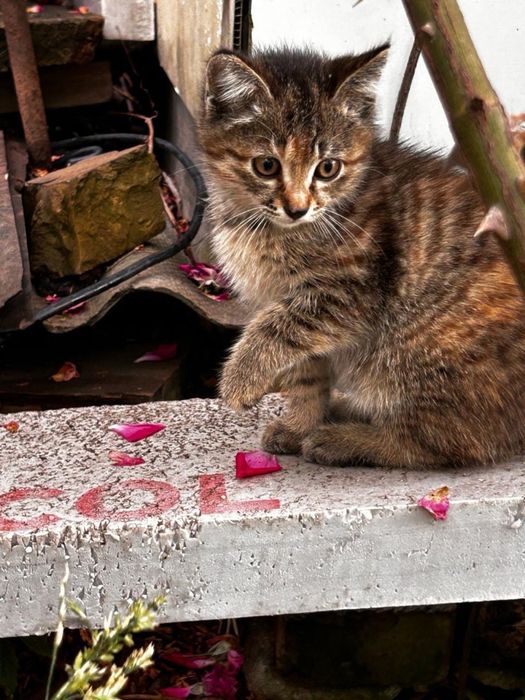 Отдадим котят, бесплатно!