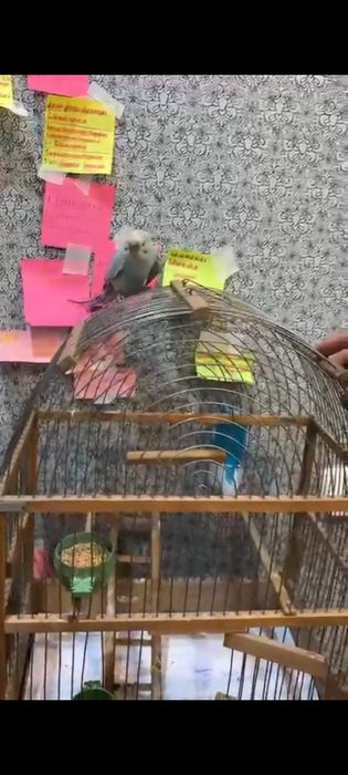 Ручной волнистый  попугай
