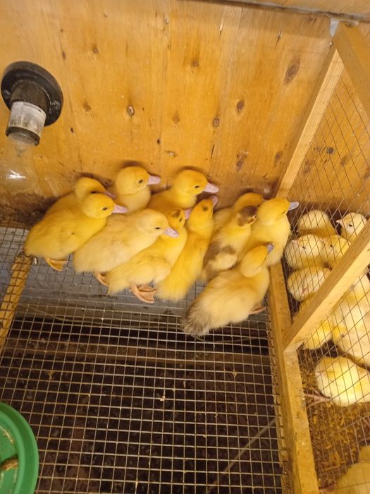 Продам, ИНДОутята недельные