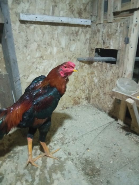 Дакан, апрель. Хороший