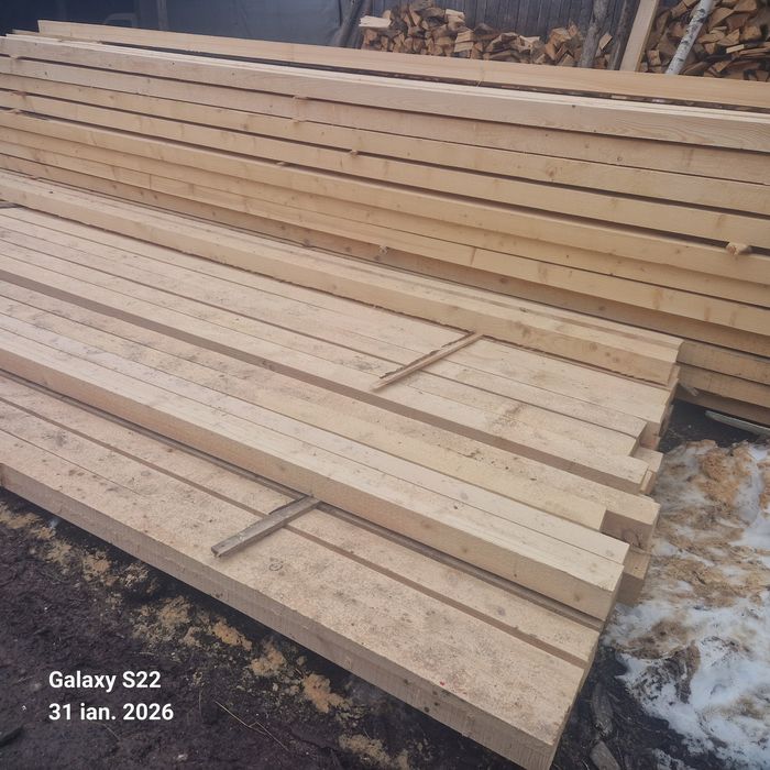 CHERESTEA Rășinoase    Molid  / Brad