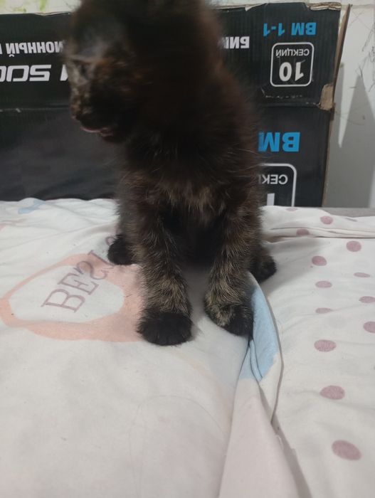 Отдам котят в хорошие добрые руки!!!