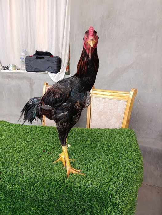 Dakan joja xoroz sotiladi