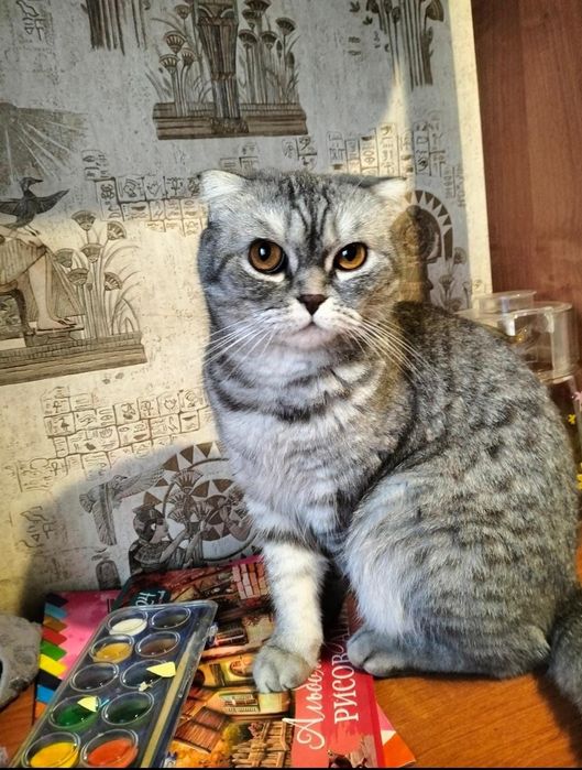 Шотландская вислоухая кошка