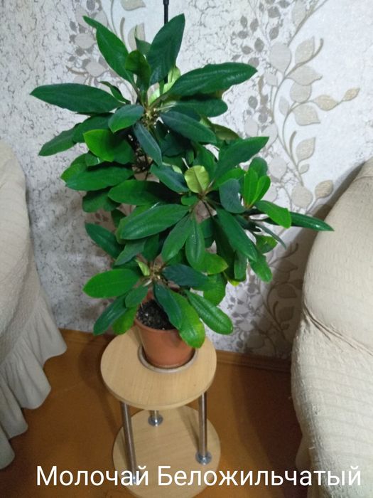 Цветы для дома и офиса