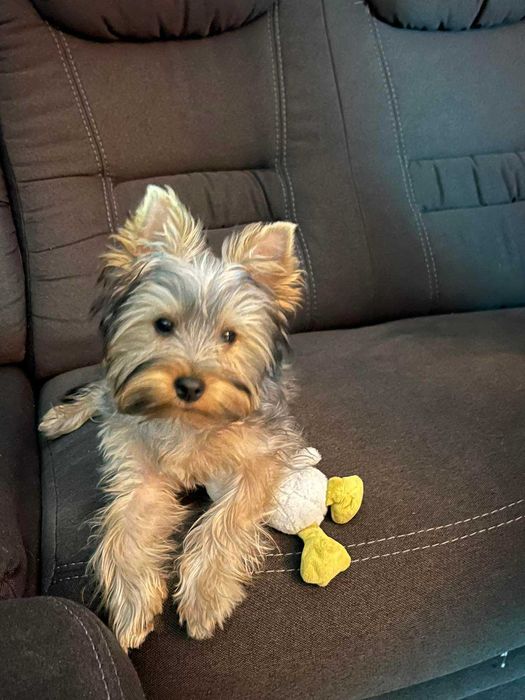 Продавам Йоркширски териер