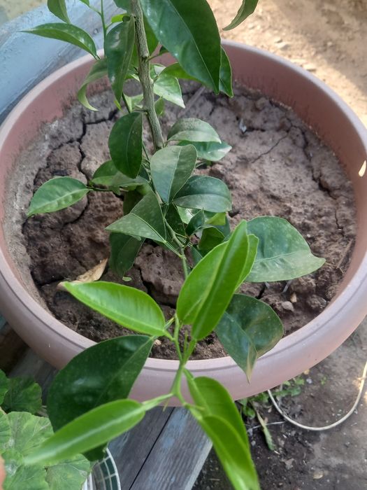 Продам мандариновое дерево СРОЧНО