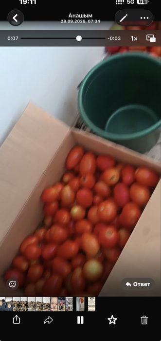 помидоры томатычччч