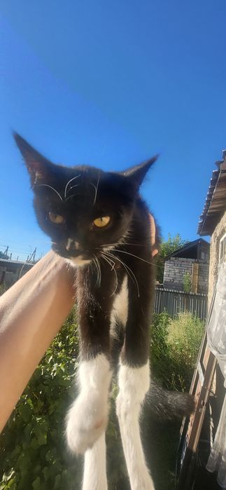 Отдам котят только в добрые руки !