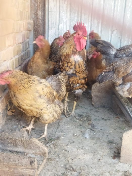 Продам куры домашние