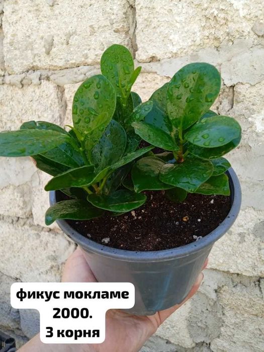 продам домашние растения
