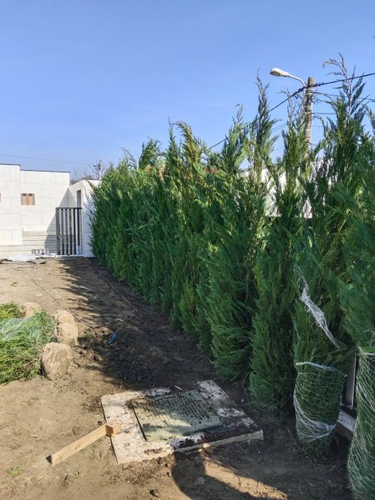 Leylandii calitate 1