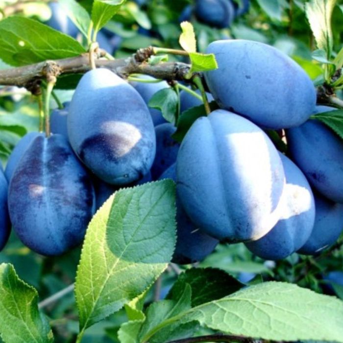 Pom fructifer prun soiuri super bune