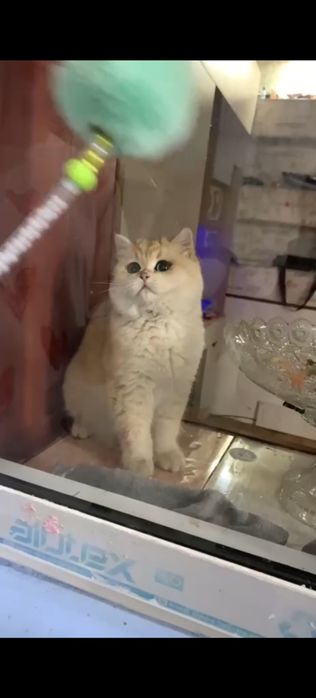 Мушук срочно сотилади