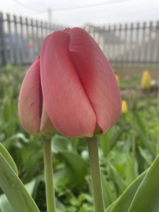 Продам тюльпаны!