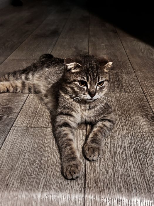 Кошка девочка очень красивая