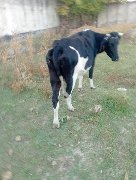 Sigir sotiladi zotdor