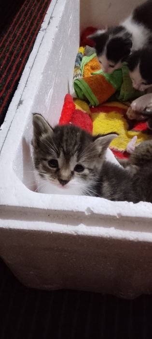 Мушиклар хадияга