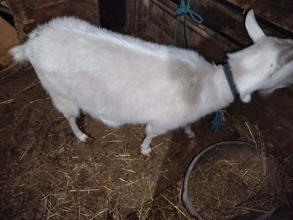 Занен ешкі сатылады