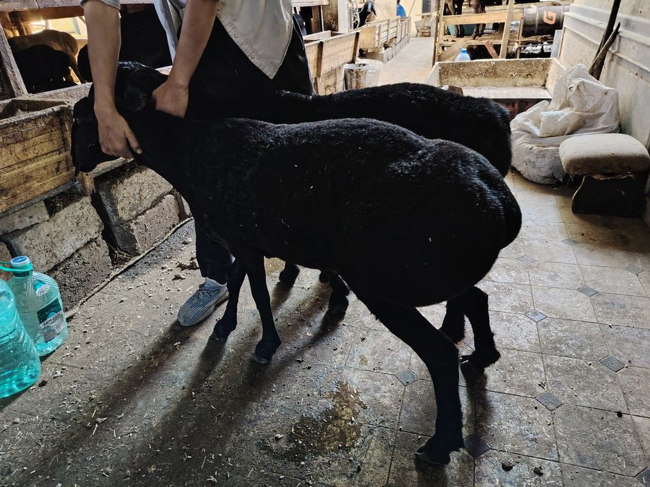 Quyla sotiladi 1tasi quzi bitasi 2tish uzimizi quy yeb ichishiga kafol