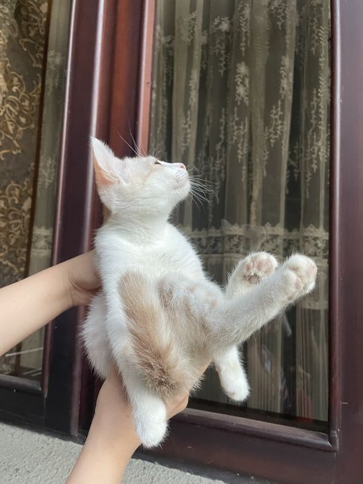 Отдам котика в добрые и заботливые руки