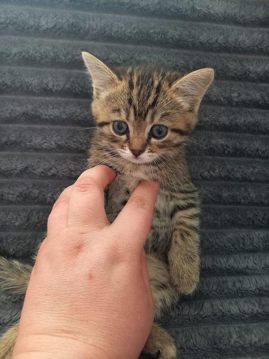 Продам котят очень красивые