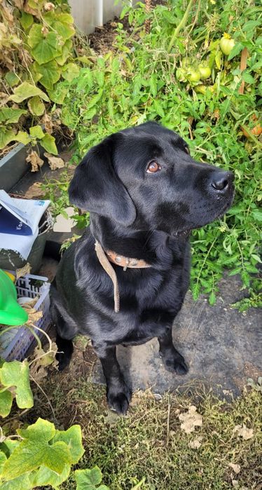 Лабрадор для вязки