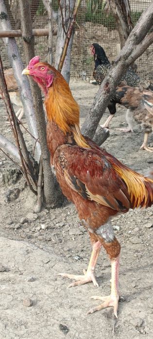 Продам бойцового.