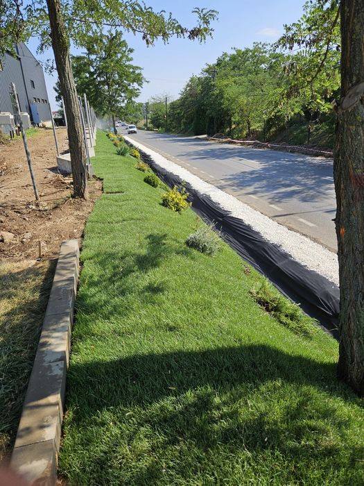 Plante ornamentale calitate extra amenajări grădini gazon rulou