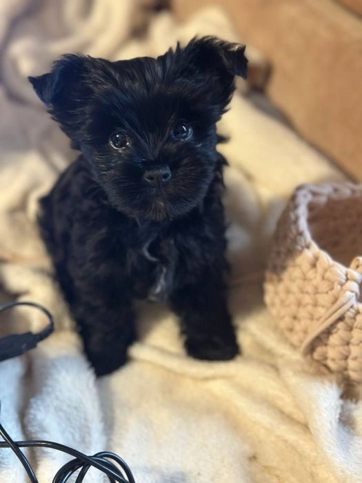 Yorkshire Terrier Mini Toy