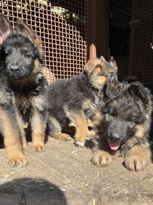 Щенки немецкой овчарки