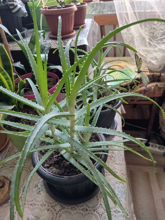 Продам  комнатные  растения